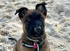 Dog trainer consulting with happy family about their dog's training needs in Nanaimo