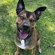 Dog training sessions in various Nanaimo locations including home, park, and outdoor environments