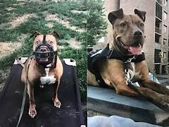 Dog displaying calm body language after successful behaviour modification