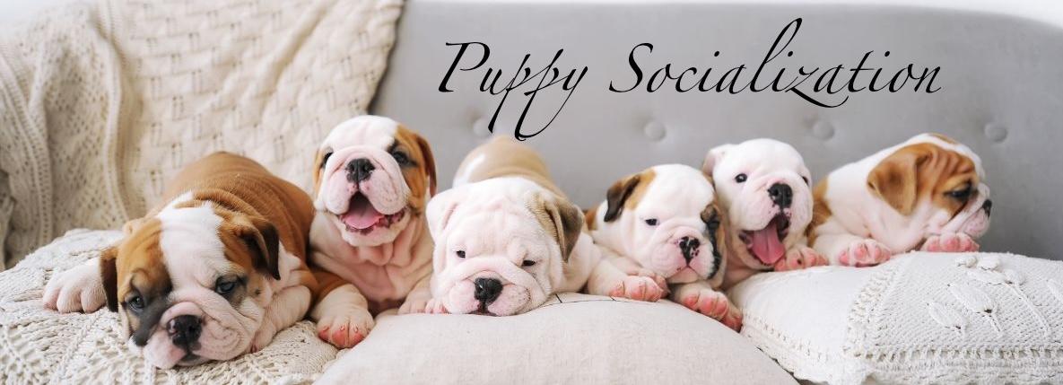 Puppy training session in Nanaimo