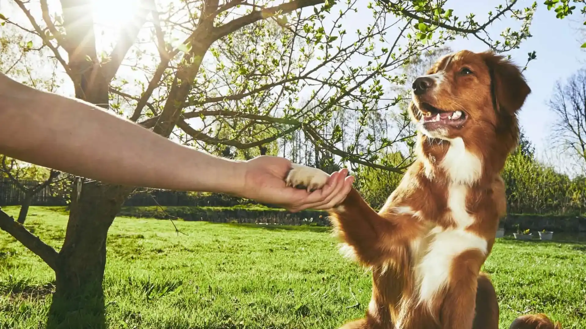 Certified dog trainer with reactive dog